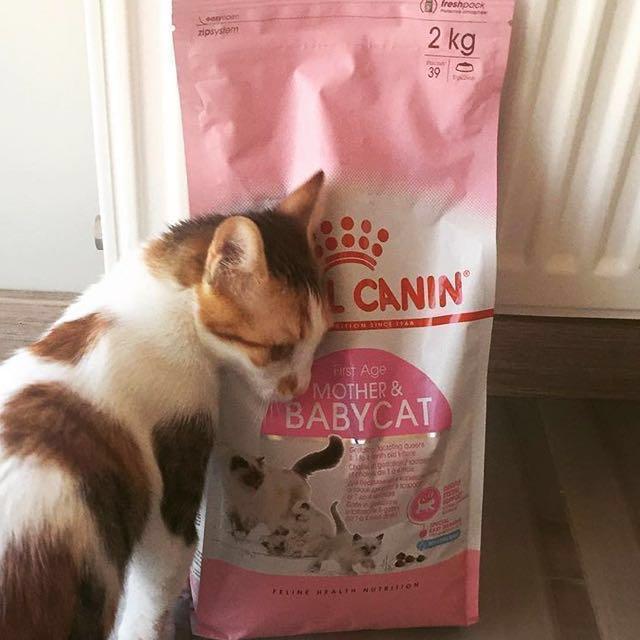 Instock 4kg Royal Canin Mother Baby Cat Dry Food Pet Supplies For Cats Cat Food On Carousell
