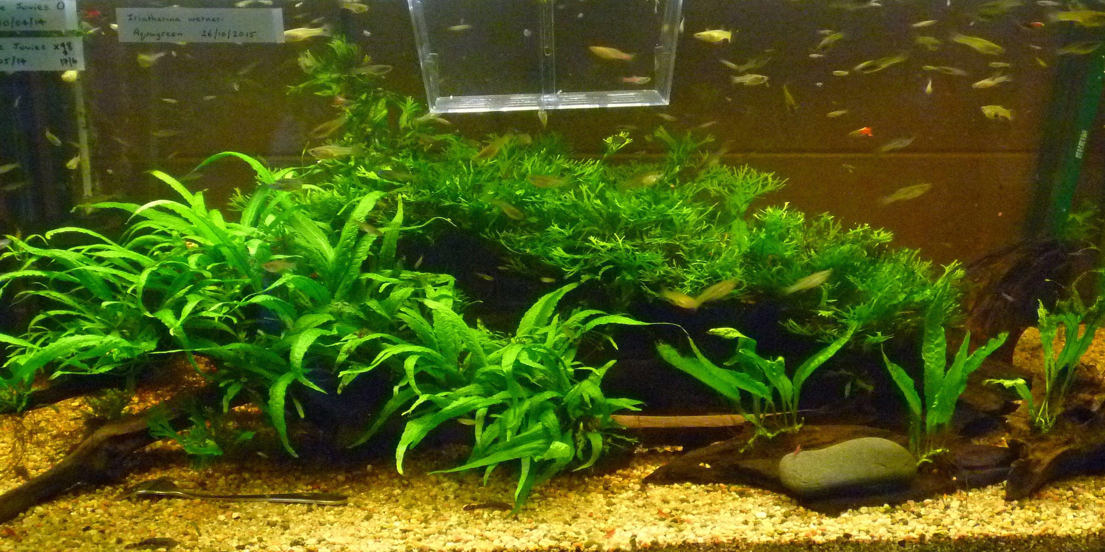 Menghias Ruang Tamu dengan Aquascape, Kenapa Tidak? 8 java fern loose form 1546745893 a100d773 progressive