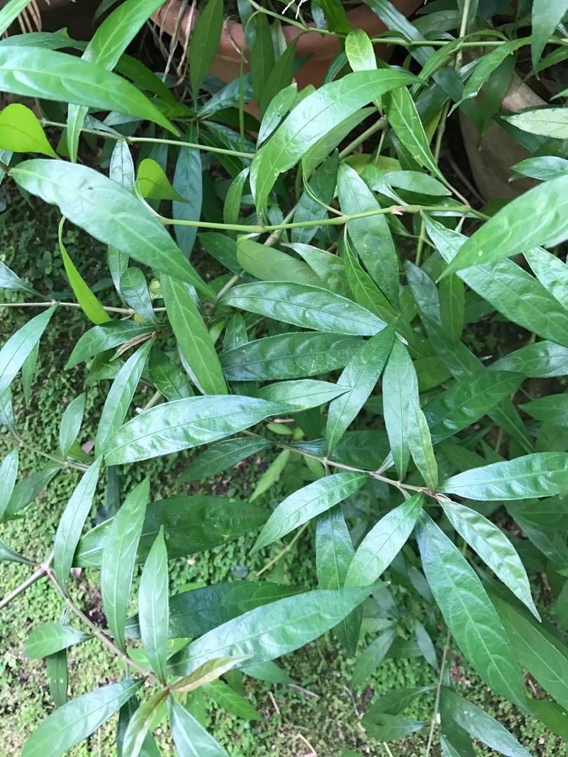 Sabah Snake Grass Red Leaf Varietal忧遁草 Gardening Plants On Carousell