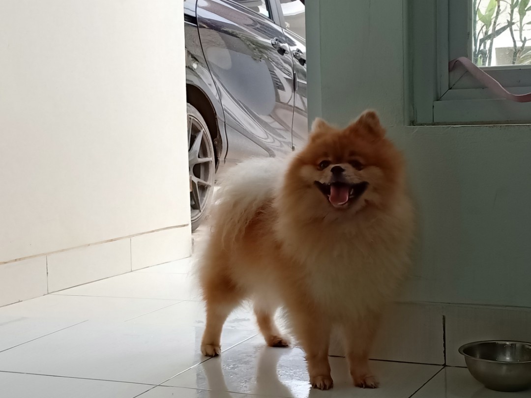 Anjing super mini pom sales