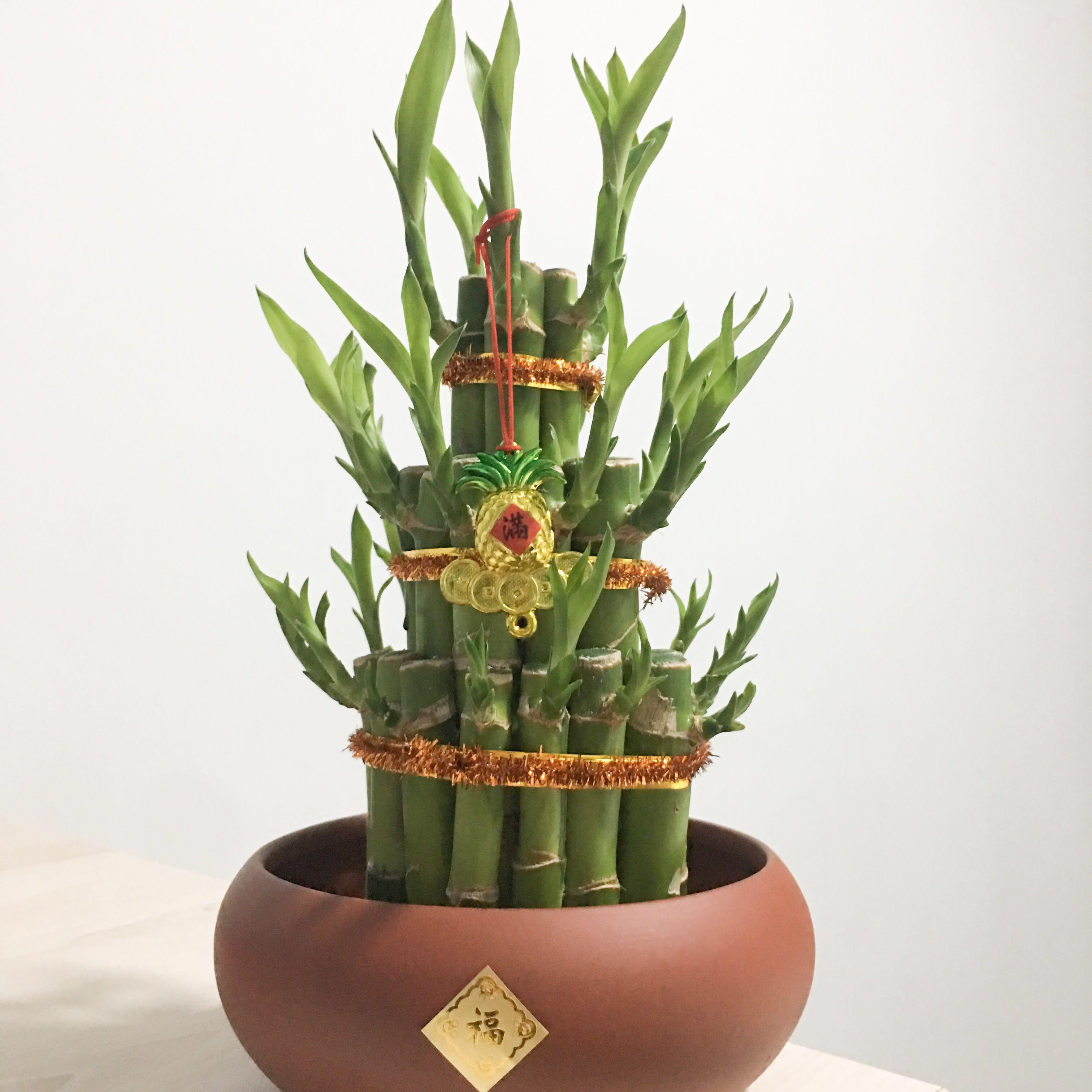 [CNY SPECIAL!] Lucky Bamboo Plant , Furniture & Home Living, Gardening