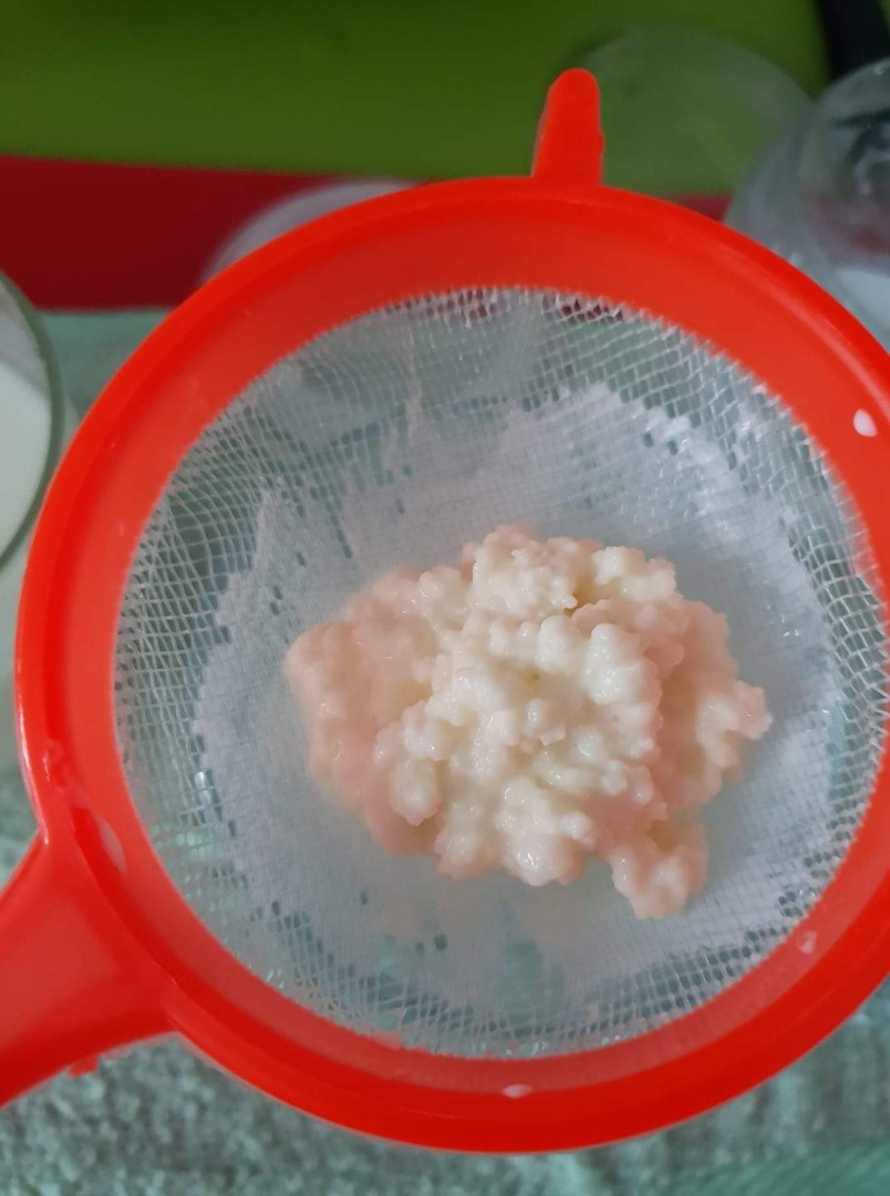 Milk Kefir Grains for sale, Health & Nutrition, Health Supplements, Health Food, Drinks & Tonics