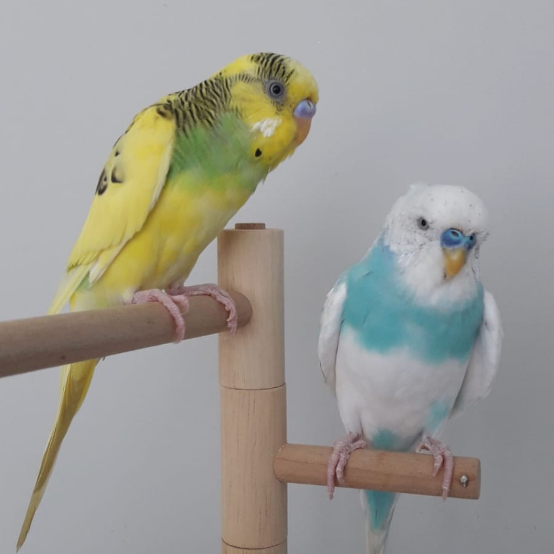 Baby budgies for outlet sale near me