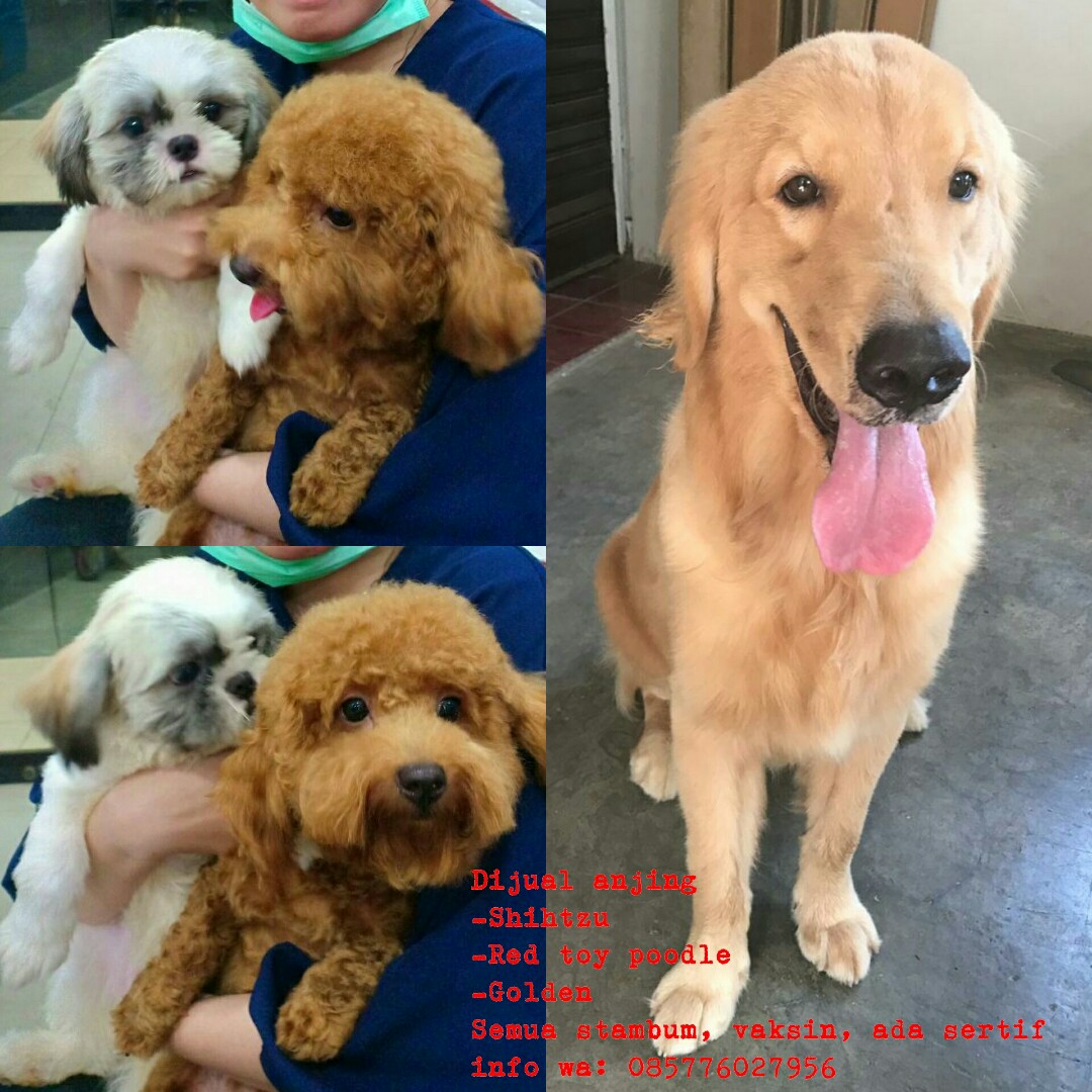 Dijual Anjing Shihtzu Red Toy Poodle Golden Pet Supplies Food