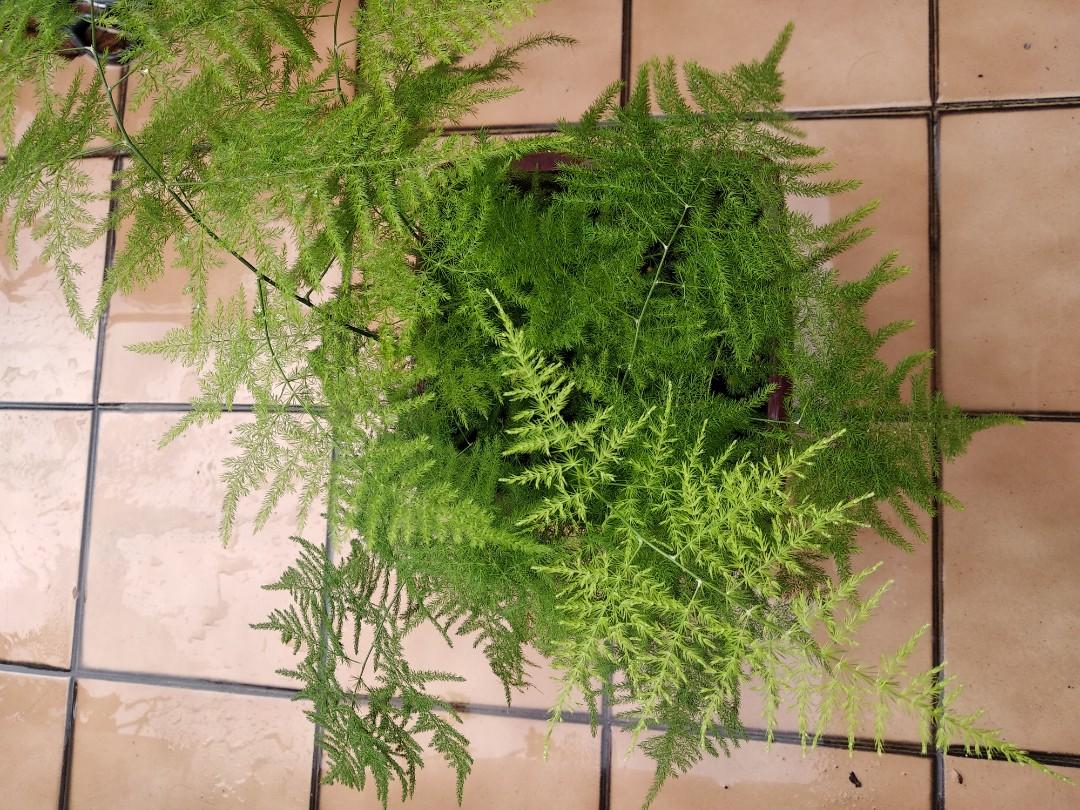 文竹 （分類：植物及種子）位於 Hong Kong。 由 wuling123 提交（商品編號 208948175，圖片 3）。簡介： 自己種很久，又靚又健康，希望有💕的你喜歡。