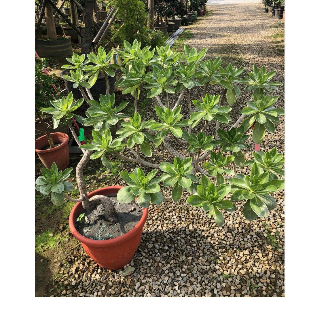 有沐有花 造型白水木陽台植物 收訂 居家生活 園藝在旋轉拍賣