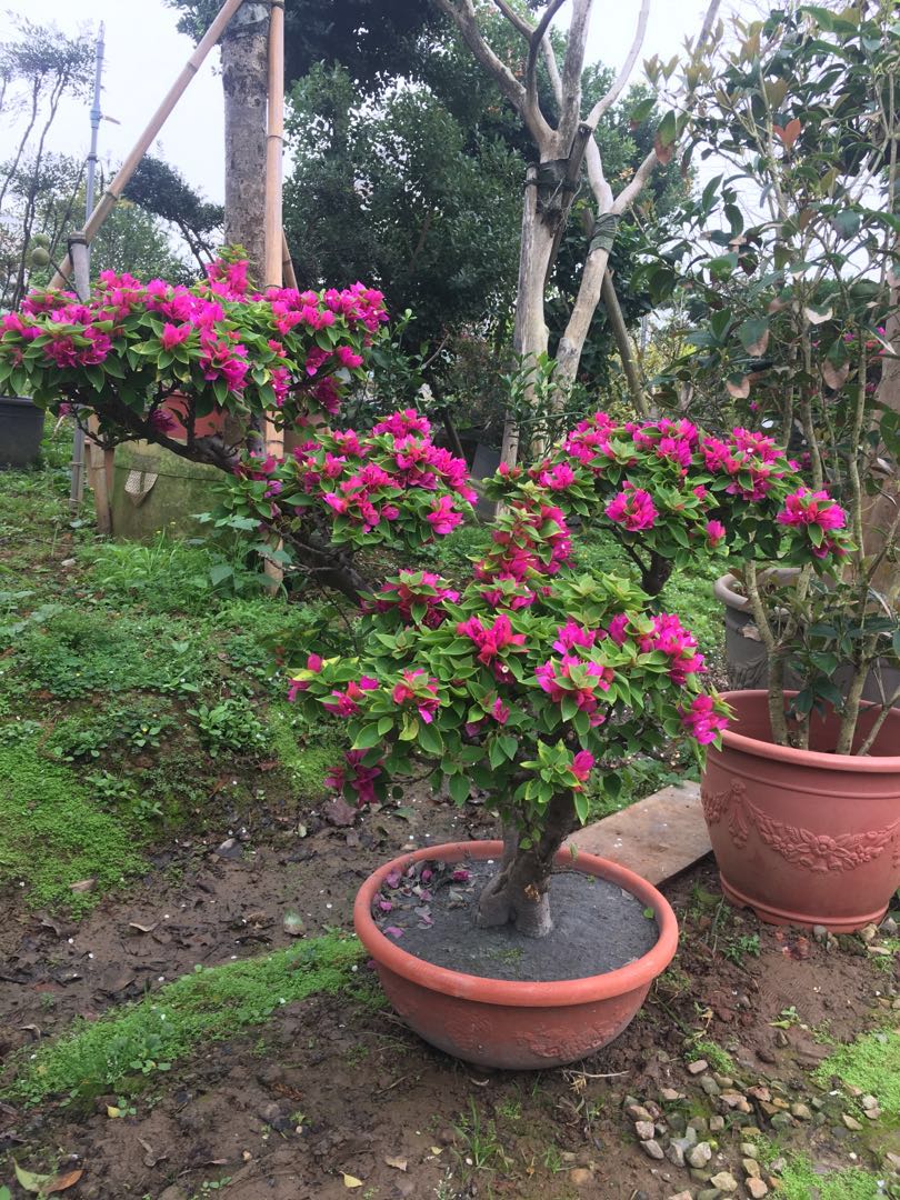 有沐有花 日本大師塑型九重葛買到賺到 居家生活 園藝在旋轉拍賣