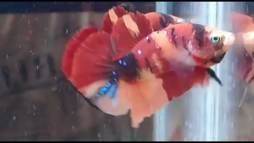 Cupang Nemo Candy Perlengkapan Hewan Aksesoris Hewan Di Carousell