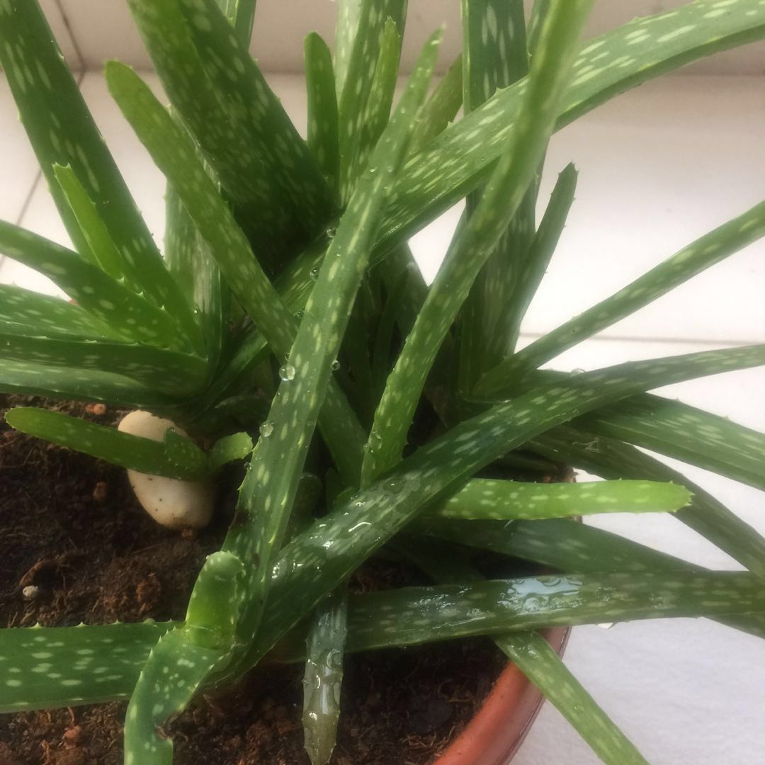 Aloe Vera Plant Everything Else On Carousell