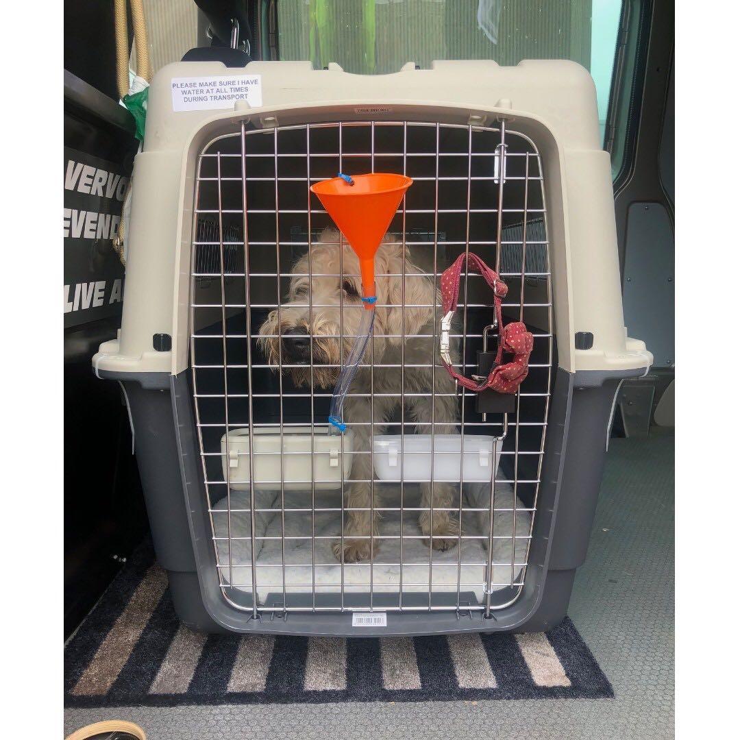 dog transport crate