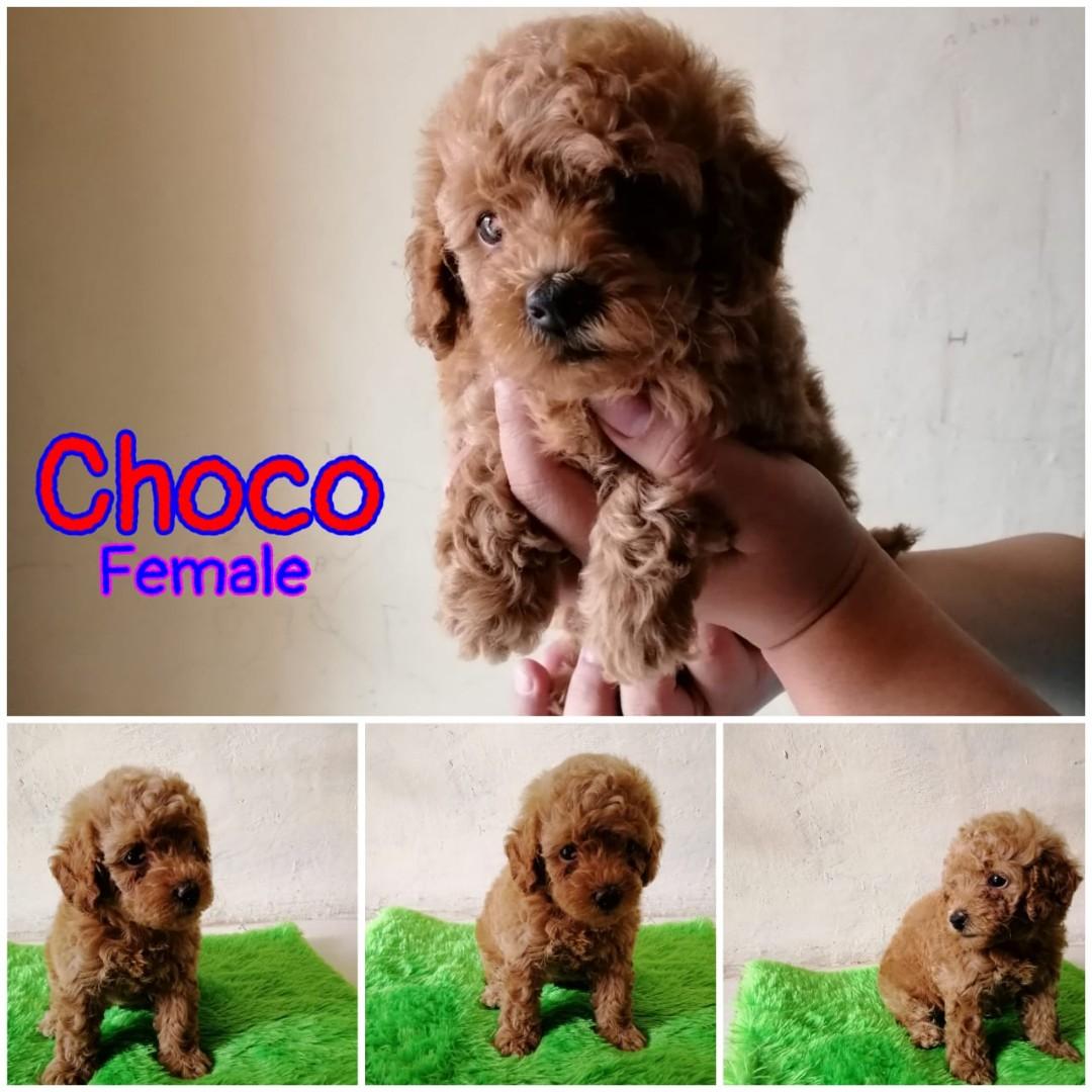 Harga red outlet toy poodle