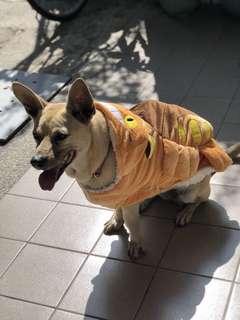 3xL 中大狗 龍貓公車裝
