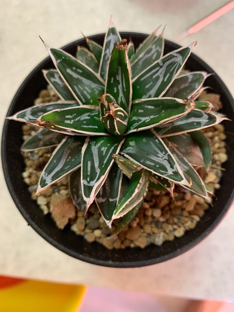For Sale Agave Victoria Regina Hime Sasa Noyuki Gardening Plants On Carousell