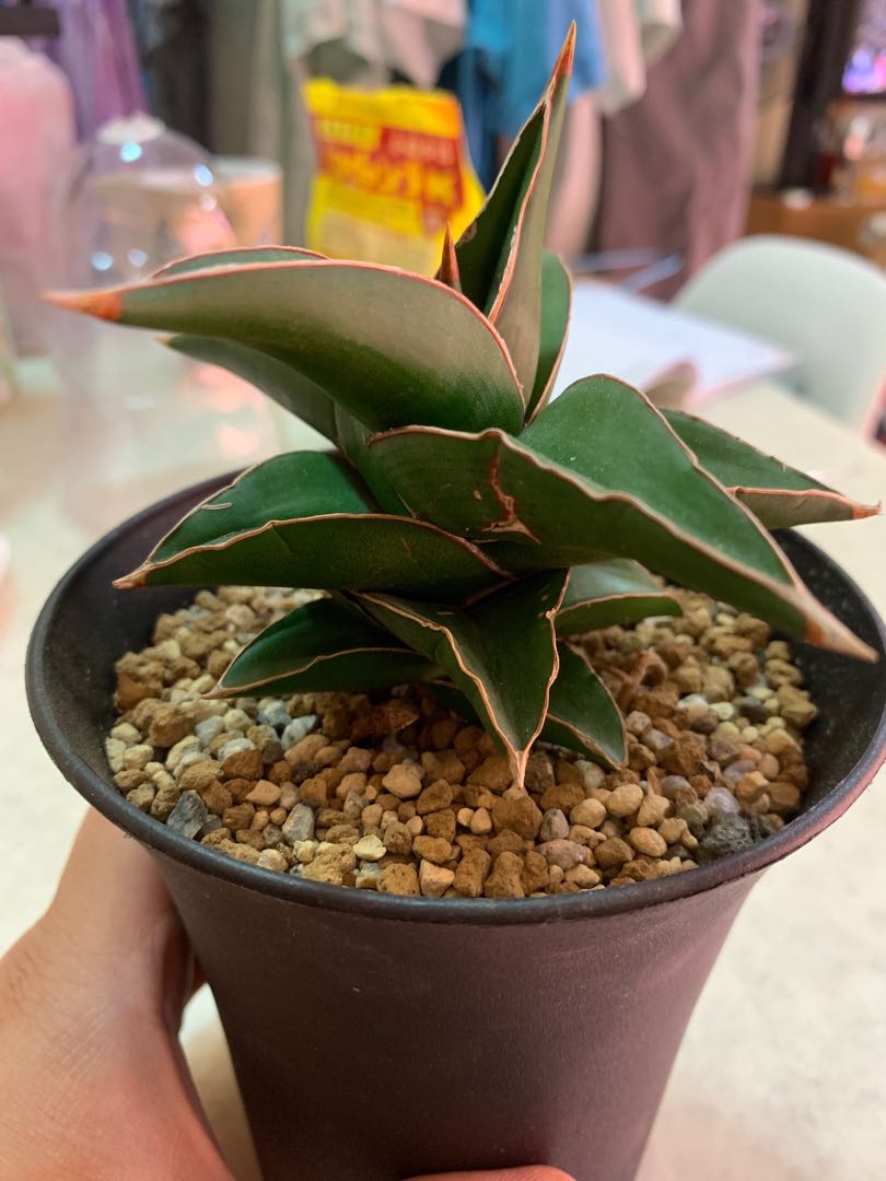 Sansevieria Samurai Dwarf Sansevieria Ehrenbergii Furniture Home Living Gardening Plants Seeds On Carousell