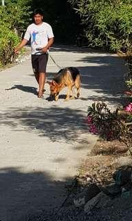 german shepherd olx ph