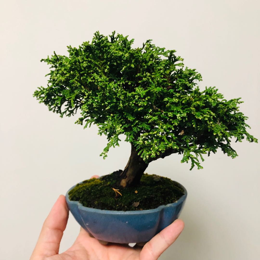 日本黃金津山檜盆栽 , 傢俬＆家居, 園藝, 植物及種子- Carousell