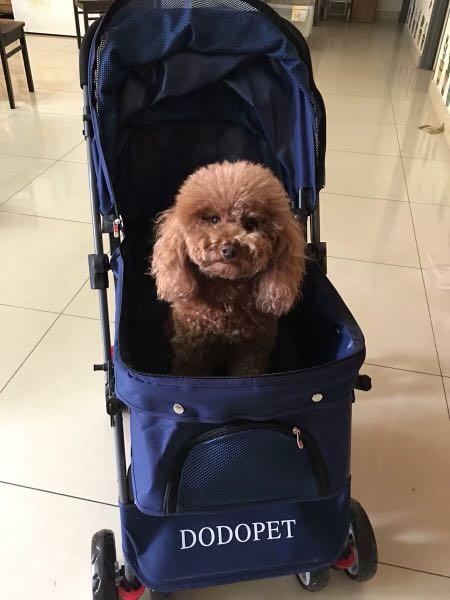 Dodo pet stroller clearance