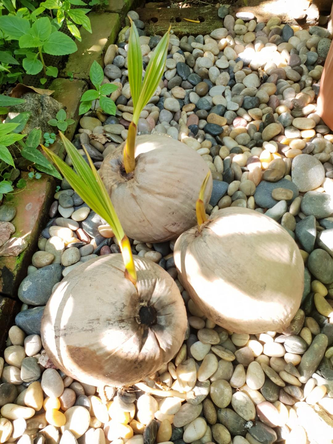 Sprouted Coconuts, Furniture & Home Living, Gardening, Plants & Seeds