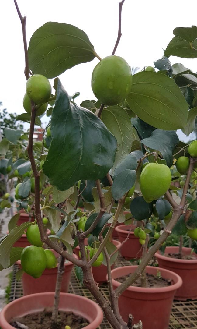 Fruit Plant Ziziphus Mauritiana Bidara Chinese Date Chinese Jujube Cottony Jujube Desert Apple Indian Cherry Indian Date Indian Jujube Indian Plum Jujuba Malay Jujube China Furniture Home Living Gardening Fruit Plant Ziziphus Mauritiana Bidara Chinese Date Chinese Jujube Cottony Jujube Desert Apple Indian Cherry Indian Date Indian Jujube Indian Plum Jujuba Malay Jujube China Furniture Home Living Gardening