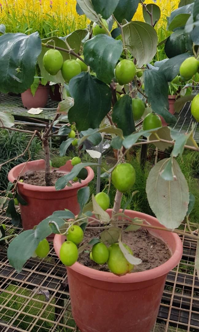 Fruit Plant Ziziphus Mauritiana Bidara Chinese Date Chinese Jujube Cottony Jujube Desert Apple Indian Cherry Indian Date Indian Jujube Indian Plum Jujuba Malay Jujube China Furniture Home Living Gardening