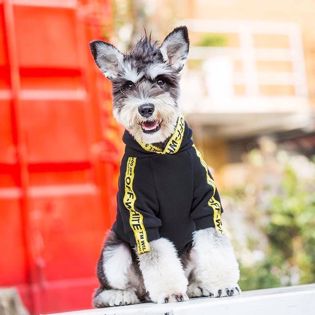 Trendy Hypebeast Dog Hoodie Pet Supplies On Carousell