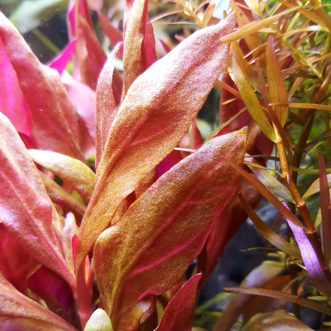 Aquatic Plants 3 stems 6 Alternanthera reineckii variegated (AR