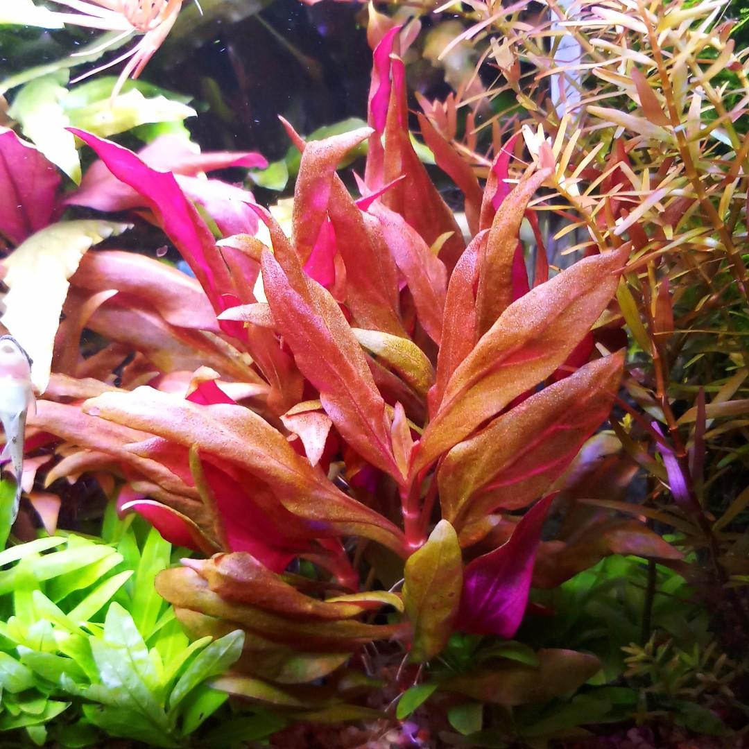 Aquatic Plants 3 Stems 6 Alternanthera Reineckii Variegated Ar Variegated Rare Out Of Stock Pet Supplies For Fish Fish Tanks On Carousell