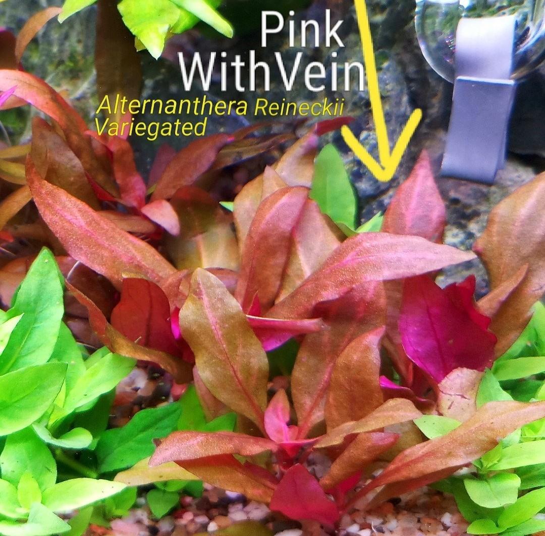 Aquatic Plants 3 stems 6 Alternanthera reineckii variegated (AR
