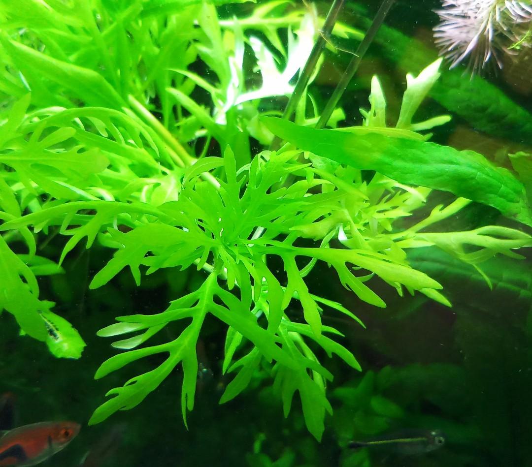 aquatic plants wisteria aquarium plants