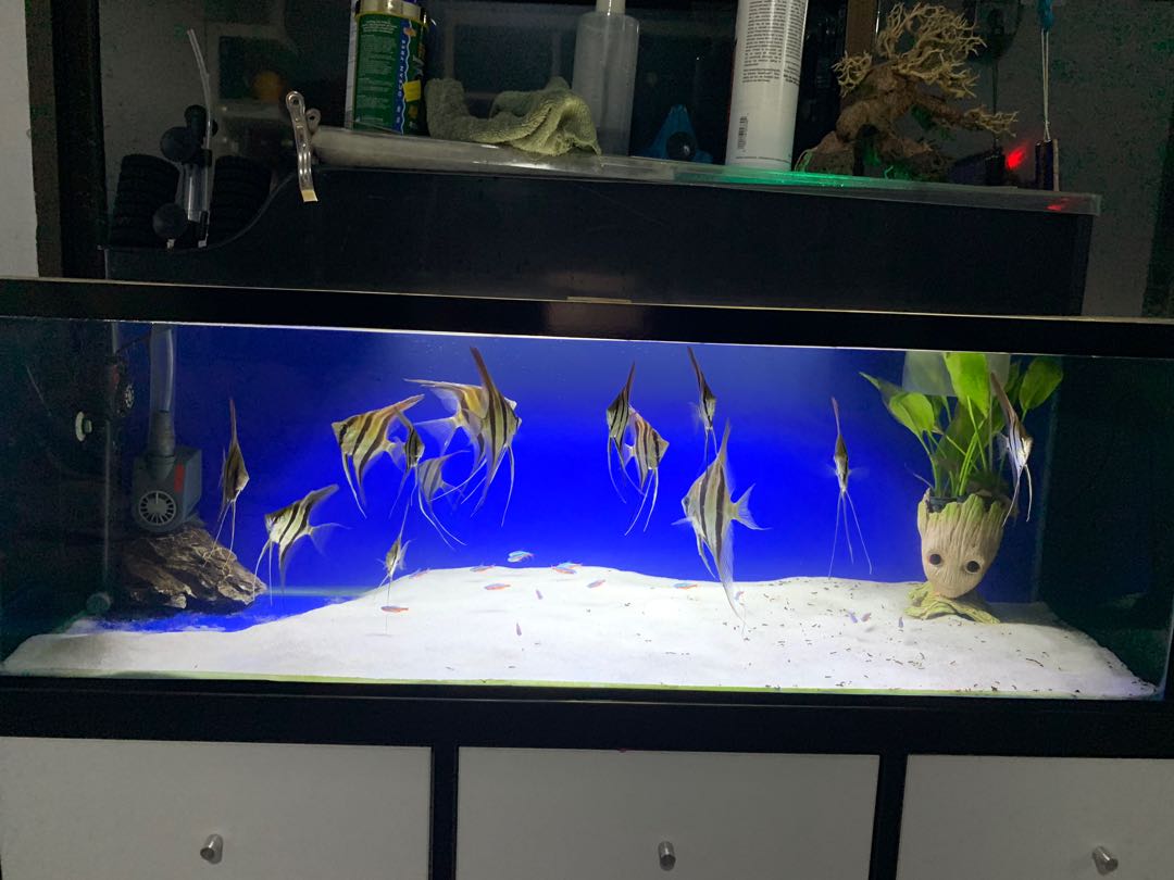 3x1x1 fish tank pet supplies homes other pet accessories on carousell