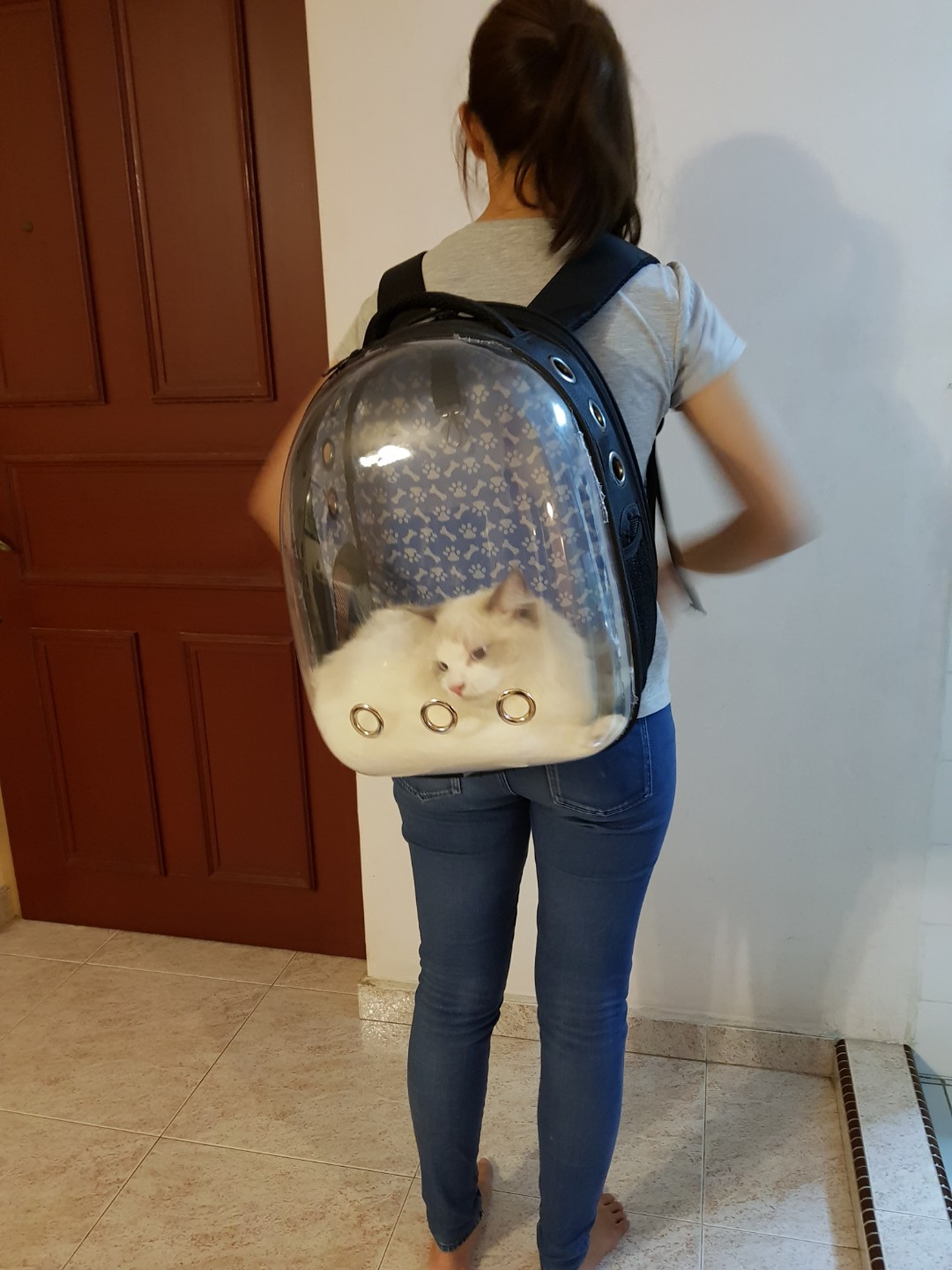cat backpack transparent