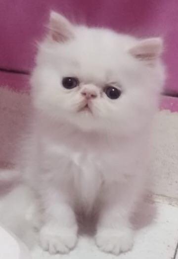 Persia sales peaknose kitten