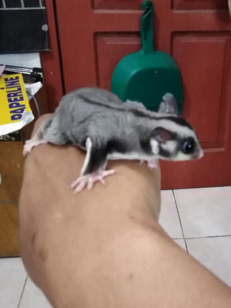 Sugar Glider Joey 2 3 Bulan Perlengkapan Hewan Aksesoris Hewan Di Carousell