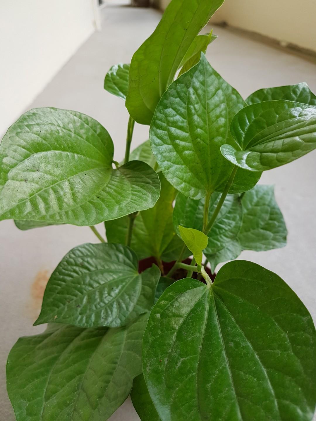 Delicious Daun Kaduk Mylittlegardenshop Gardening Plants On