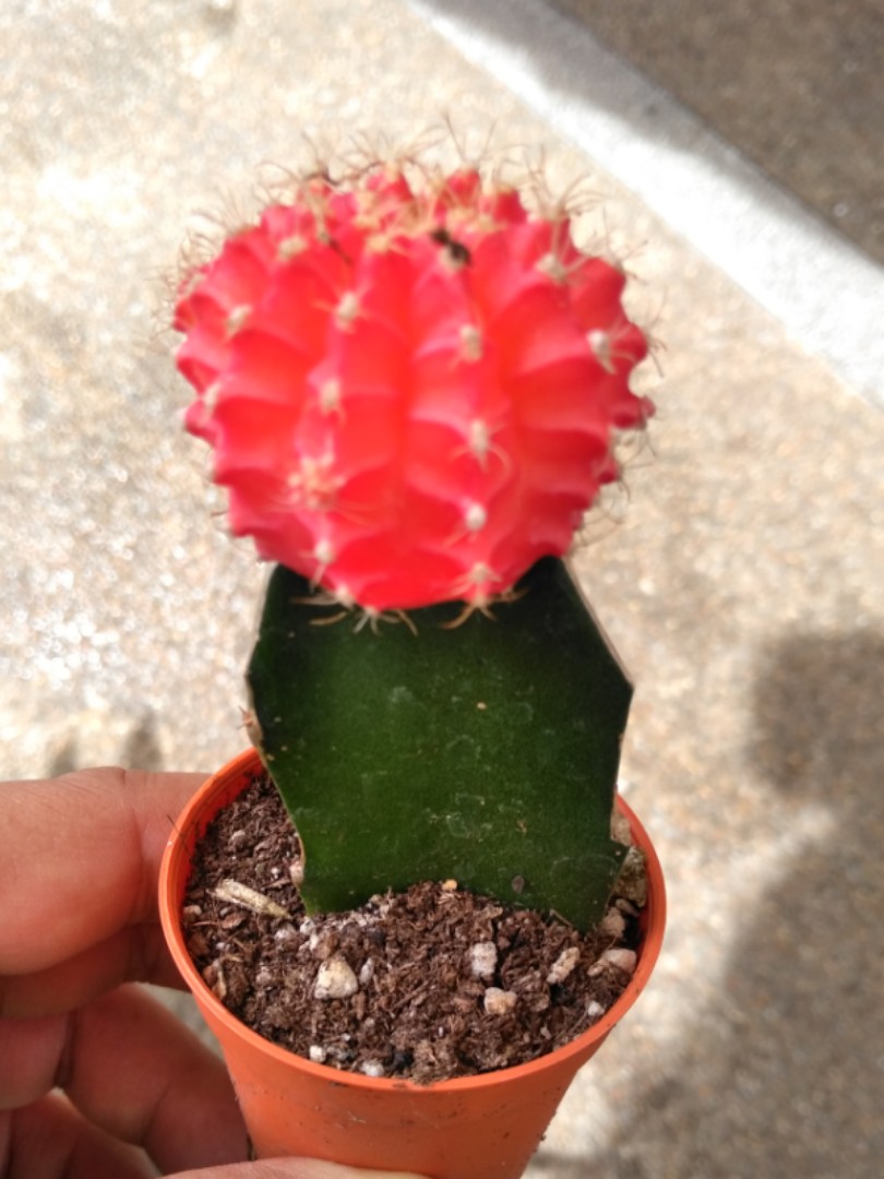 Red Head Fengshui Cactus Everything Else On Carousell