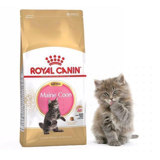 royal canin maine coon kitten dry food