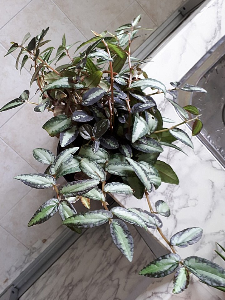 Pellionia Repens Trailing Watermelon Begonia Rainbow Vine Furniture Home Living Gardening Plants Seeds On Carousell