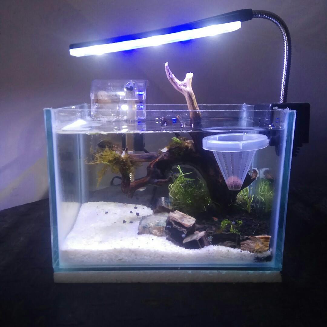41+ Dekorasi Aquarium Mini Gratis