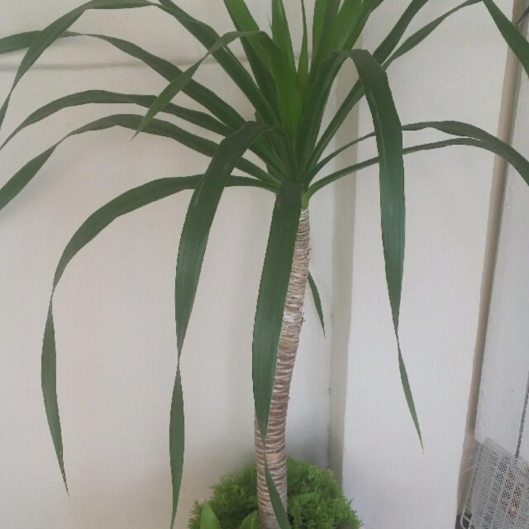 Potted indoor Yucca Plant (6feet tall) 43cm Height, Furniture & Home