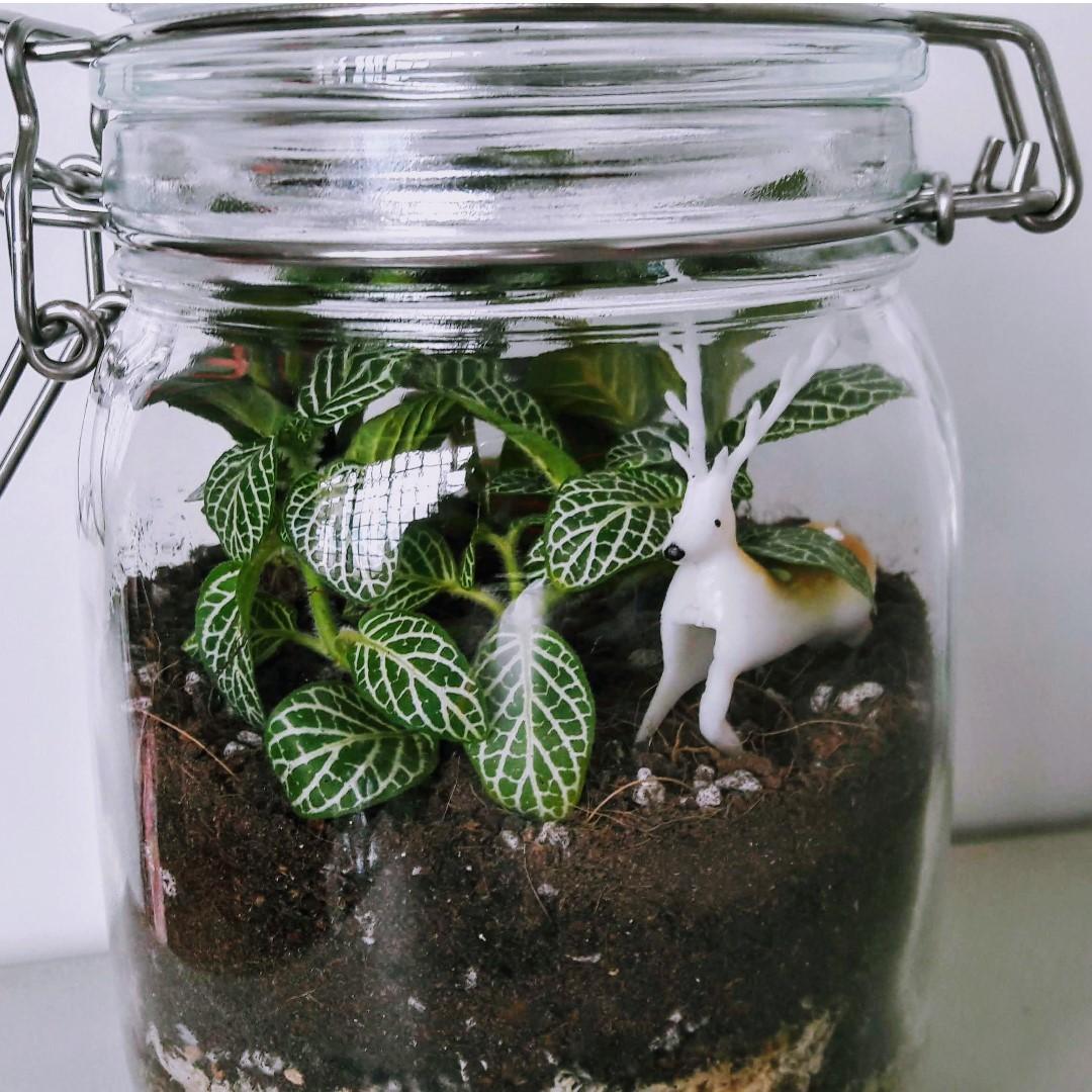 Fittonia terrarium with deer figurine, Furniture & Home Living, Home