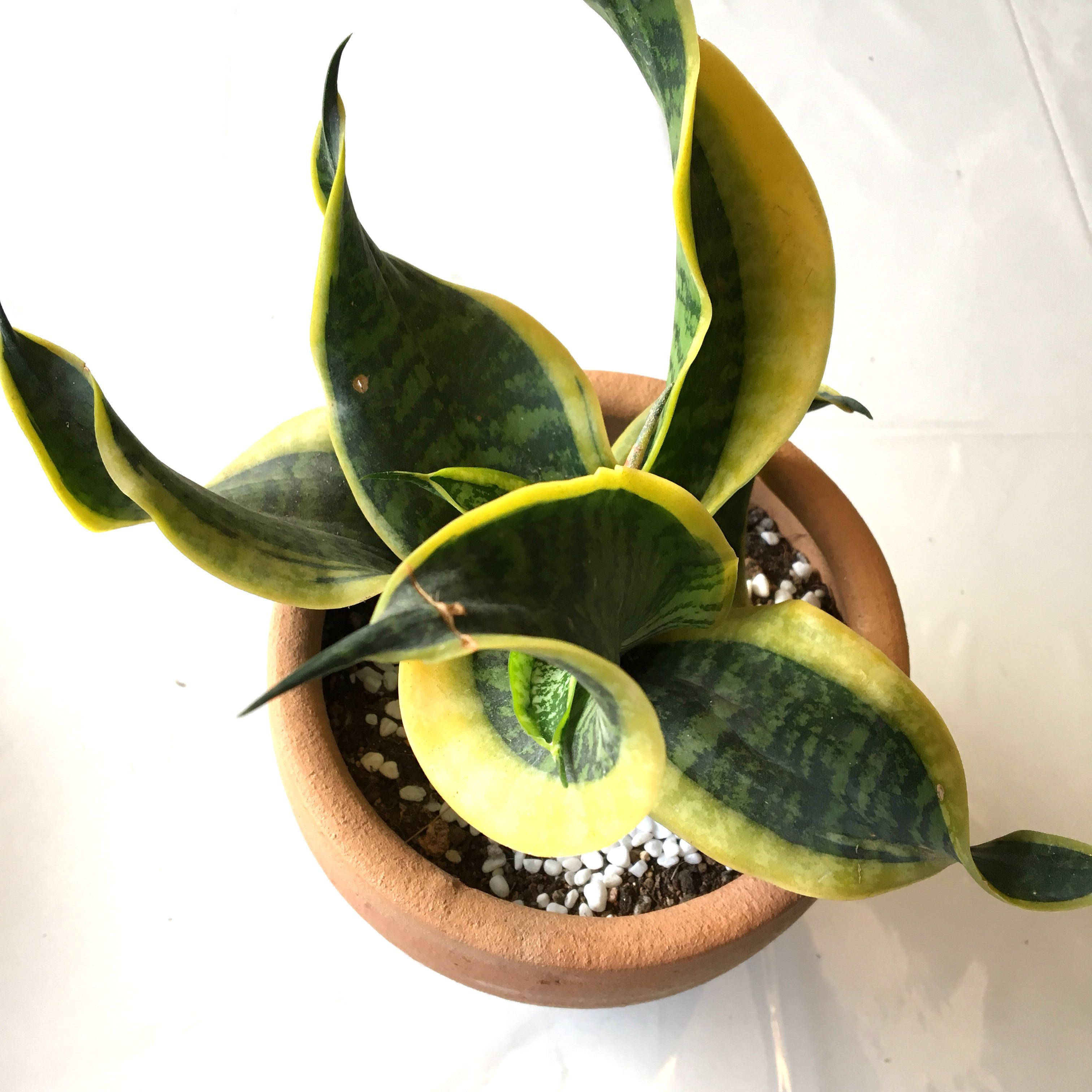 Succulent Sansevieria Trifasciata Twisted Sister Gold Twist Furniture Home Living Gardening Plants Seeds On Carousell