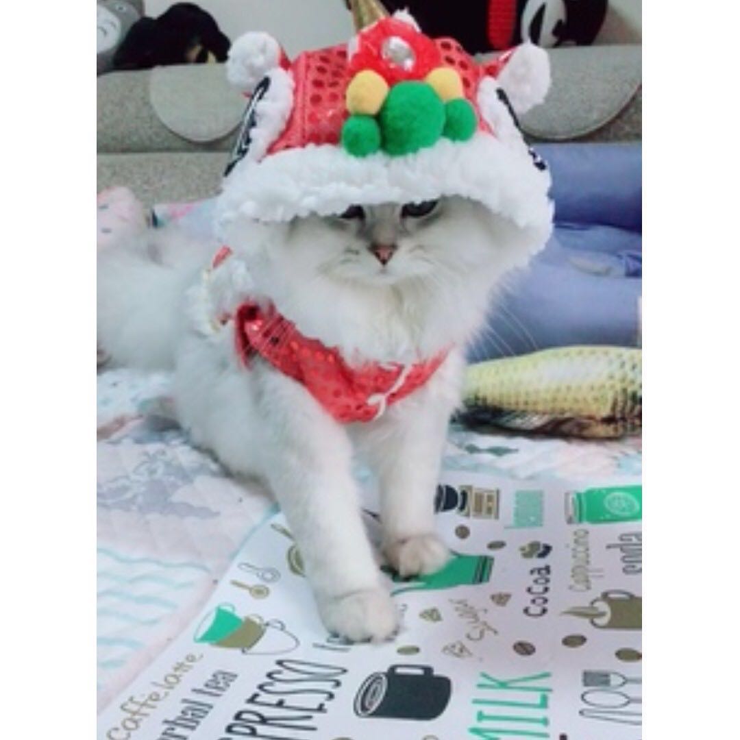 Bn Cny Chinese New Year Lucky Lion Dance Cat Dog Pets Costume Outfit Last Call Before Cny Pet Supplies On Carousell