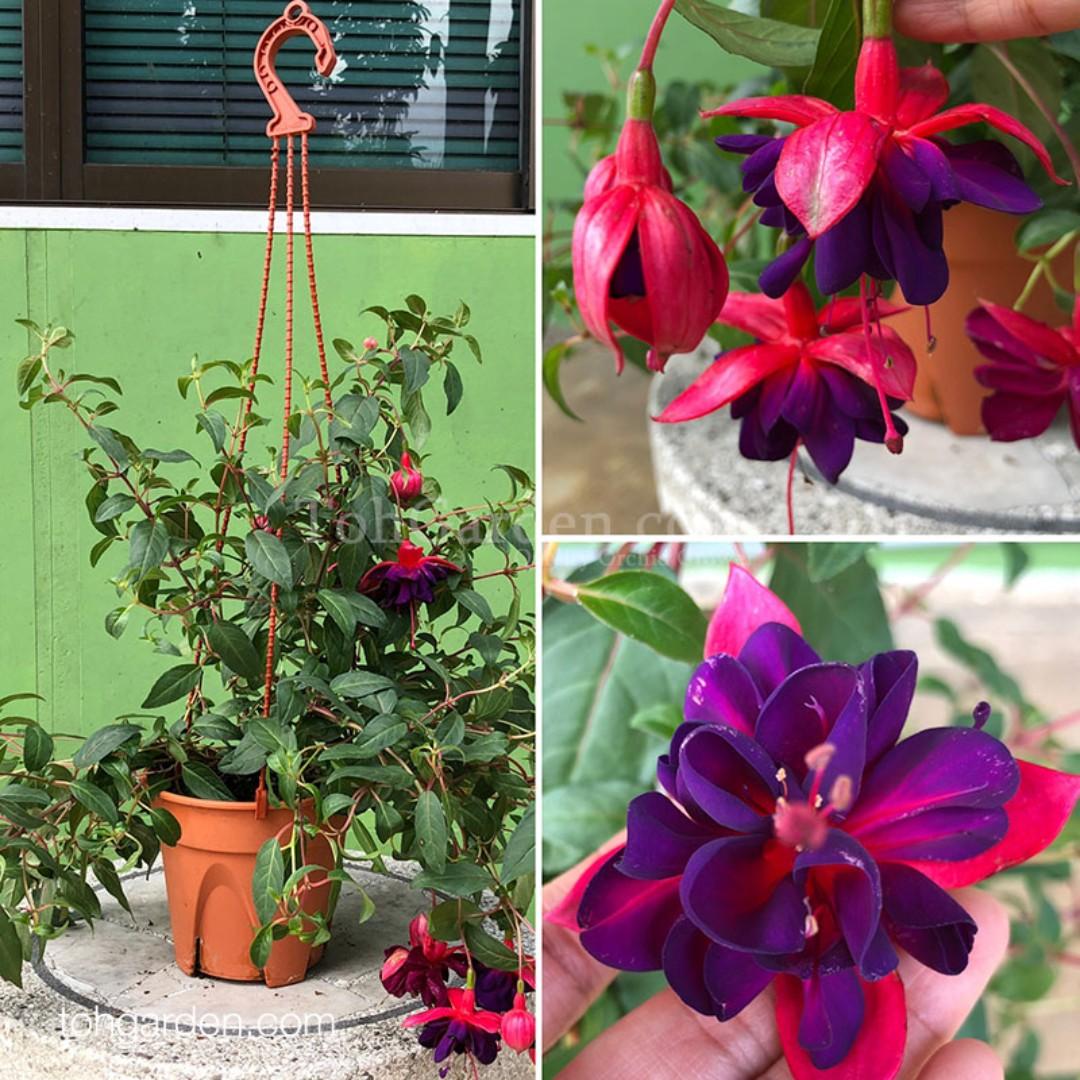 Fuchsia Hybrid Ç¯ç¬¼è± 15cm Pot Gardening Plants On Carousell