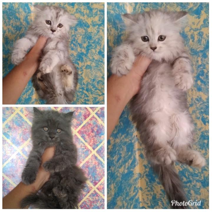Kucing Persia Long Hair Kitten Perlengkapan Hewan Aksesoris Hewan Di Carousell