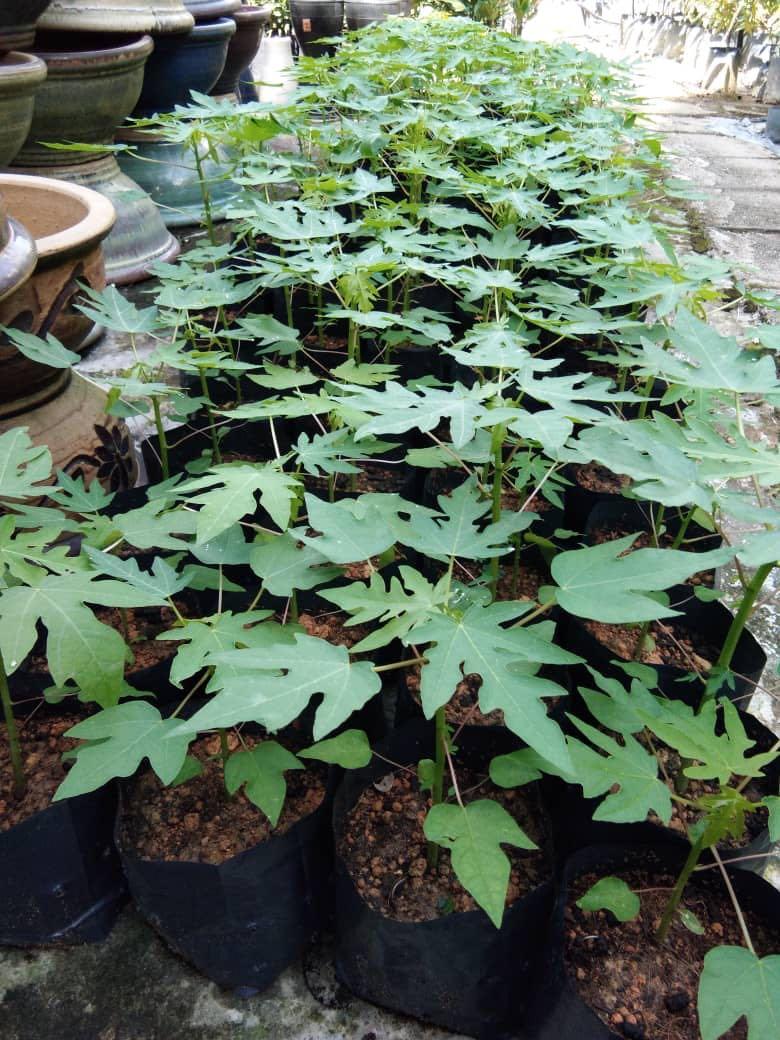 Anak Pokok Betik Sekaki Home Furniture Gardening On Carousell
