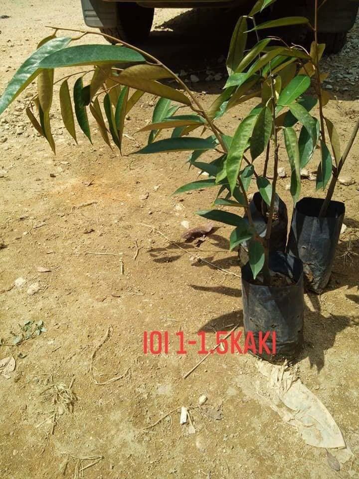 Download 62 Gambar Durian Ioi Paling Bagus HD