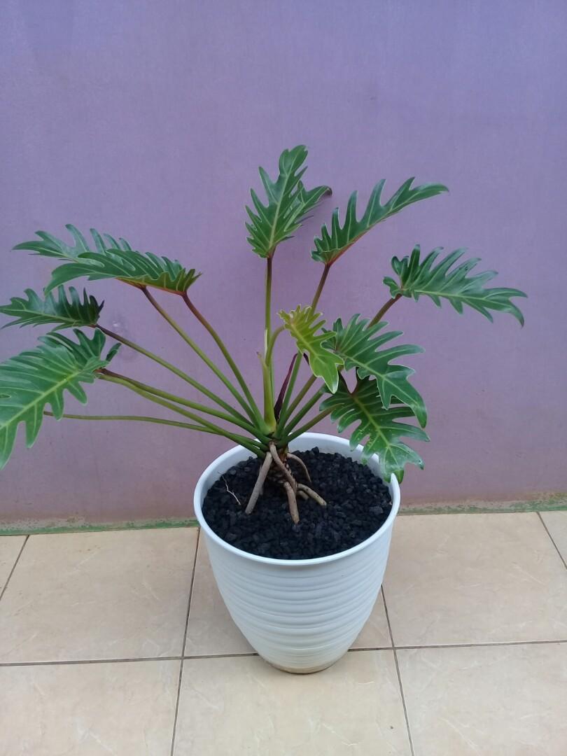 Jual Tanaman Hias Philodendron Xanadu Perkebunan Di Carousell