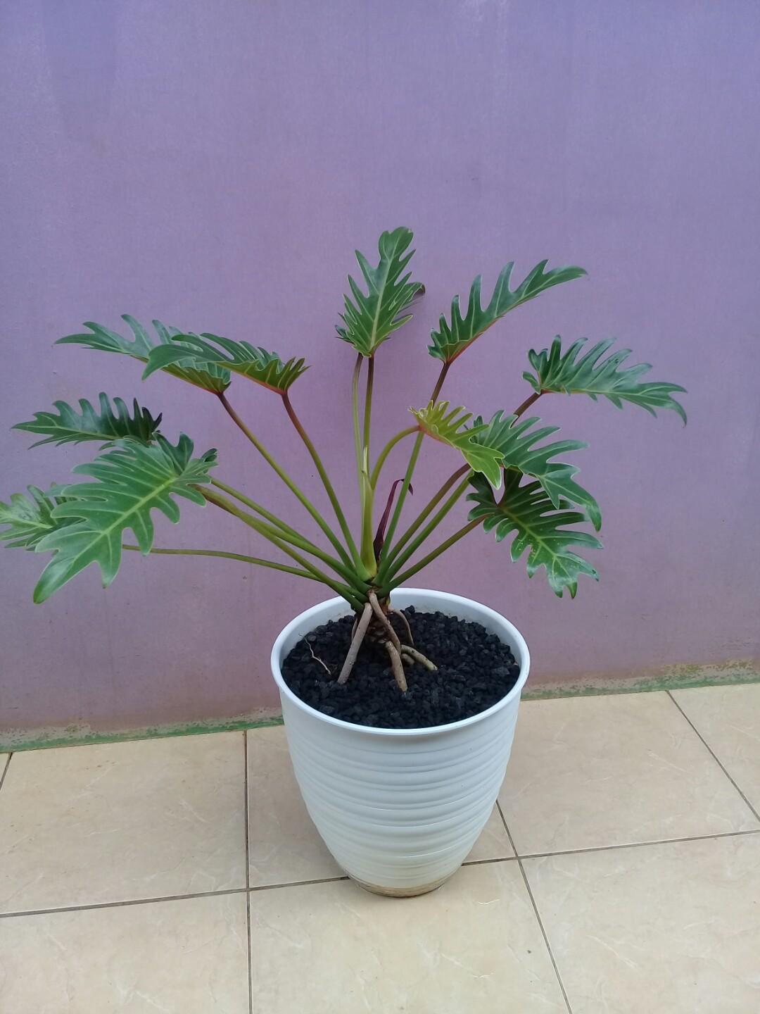 Jual Tanaman Hias Philodendron Xanadu Perkebunan Di Carousell
