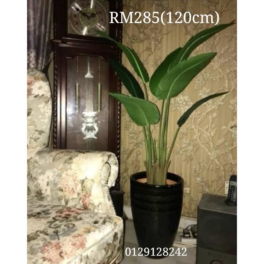 Pokok Pisang Viral Home Furniture Home Decor On Carousell
