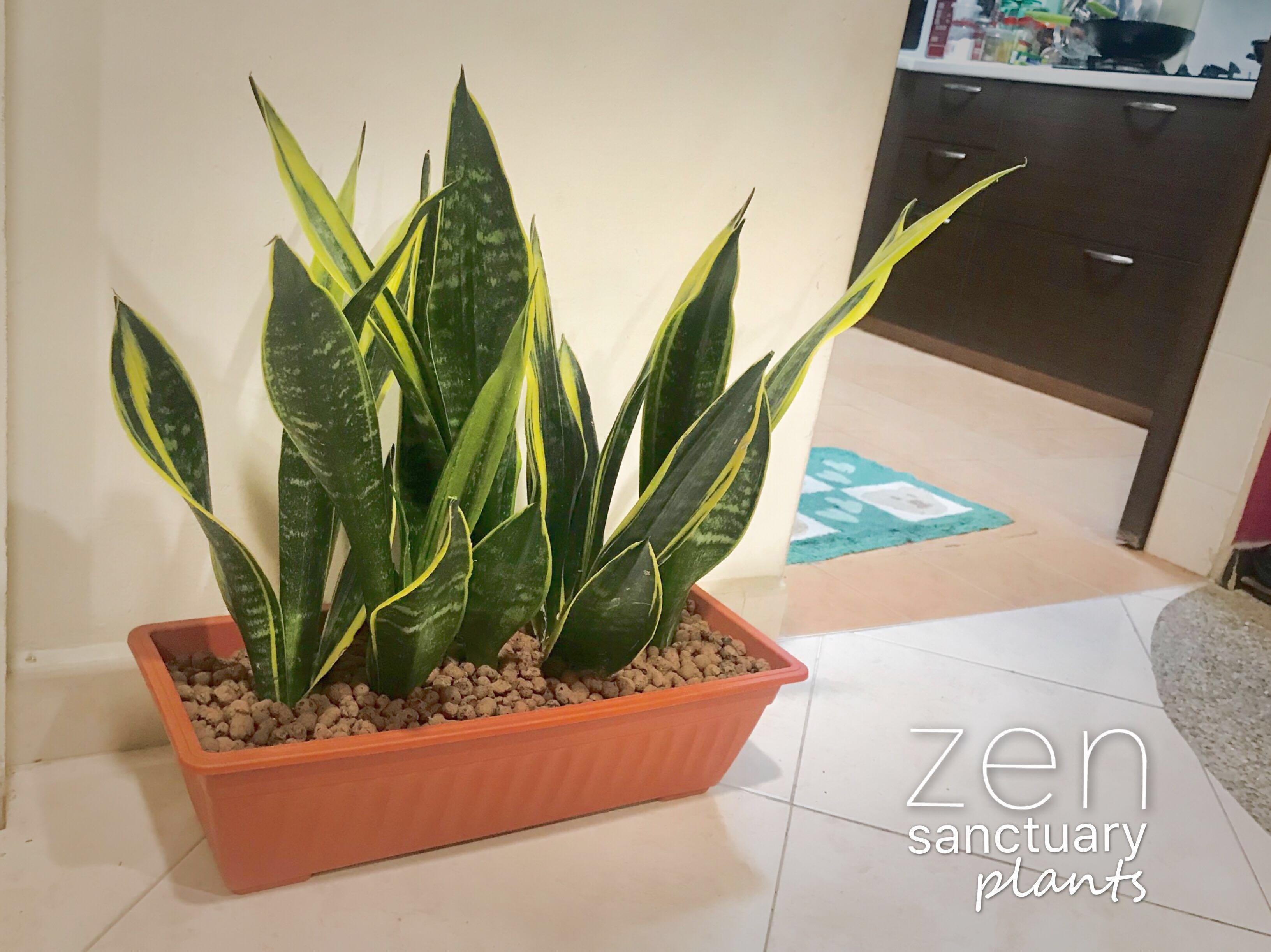 Sansevieria Trifasciata Snake Plant Gardening Plants On Carousell